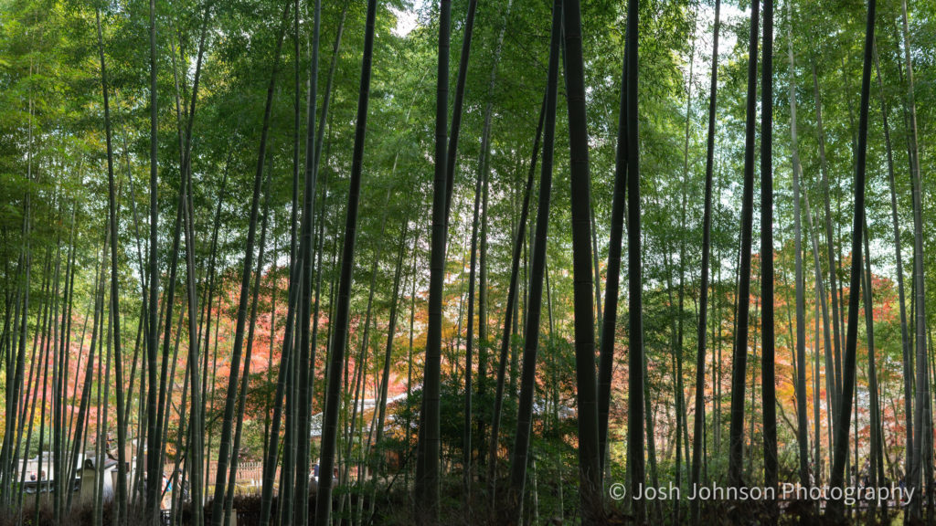 Kyoto Day 2 | Arashiyama Bamboo Grove